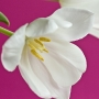 tulpaner_1a