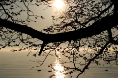 Gotland maj 2010