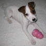 wilma_kong